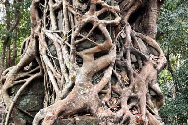 Trapheang Khnar Sen Keo Temple © Sabay News